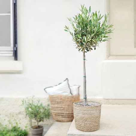 Plantes d'intérieur et d'extérieur : aménagez votre coin de nature à la  maison