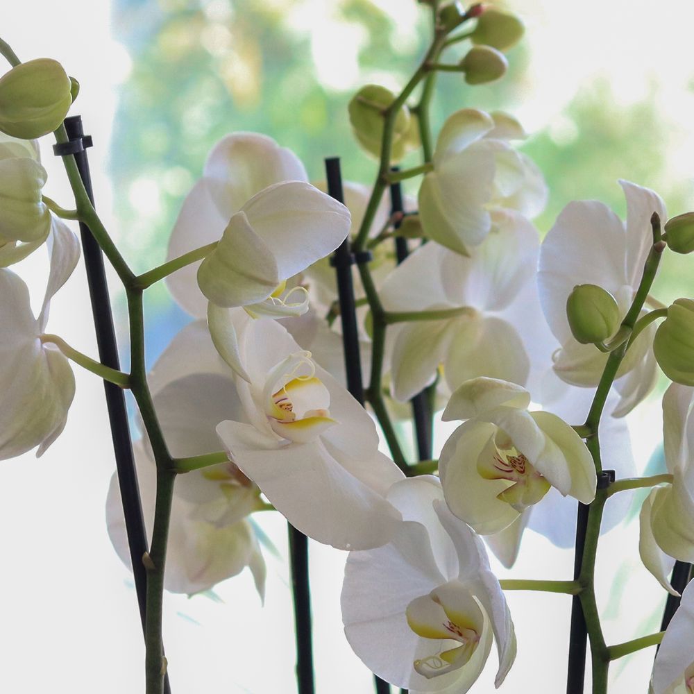 Orchidée phalaenopsis blanc 3 branches et son cache pot
