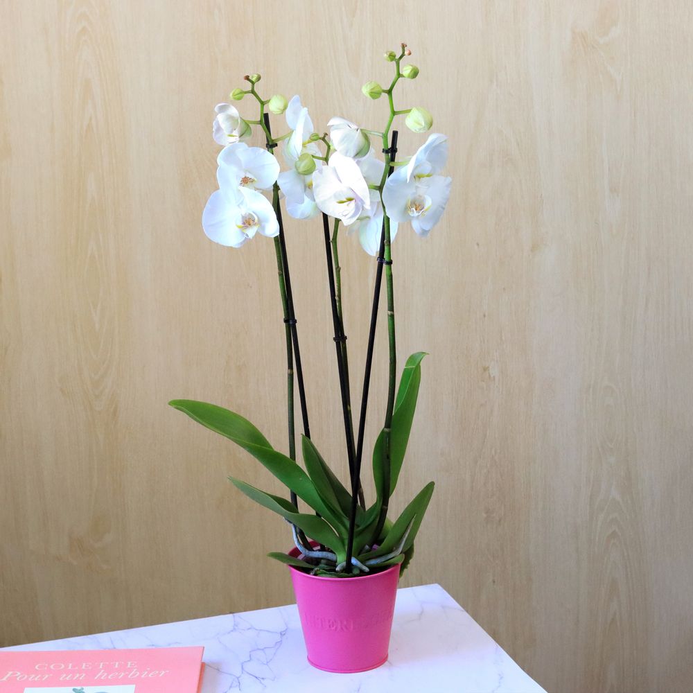 Orchidée phalaenopsis blanc 3 branches et son cache pot