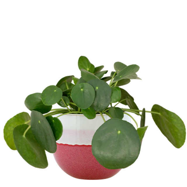 Pilea peperomioides