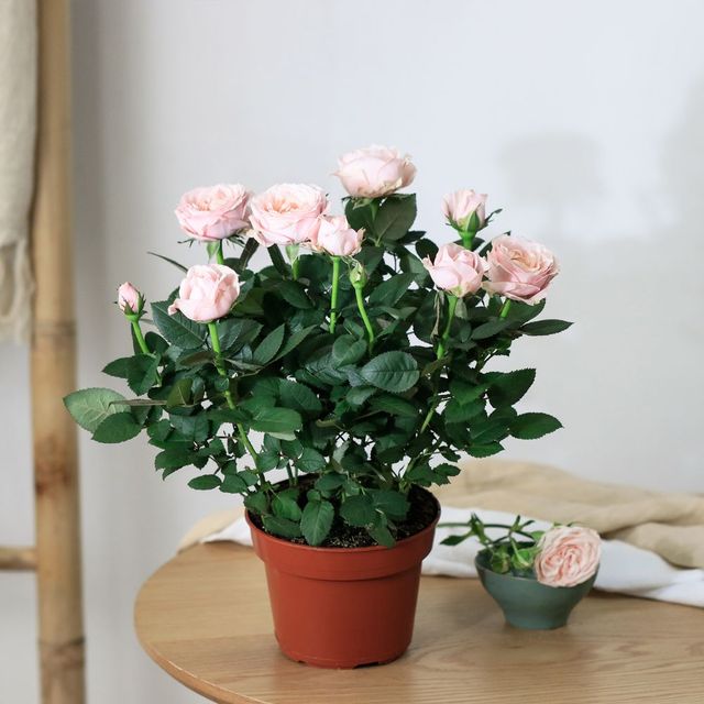 Rosier rose | Interflora | Livraison de plantes