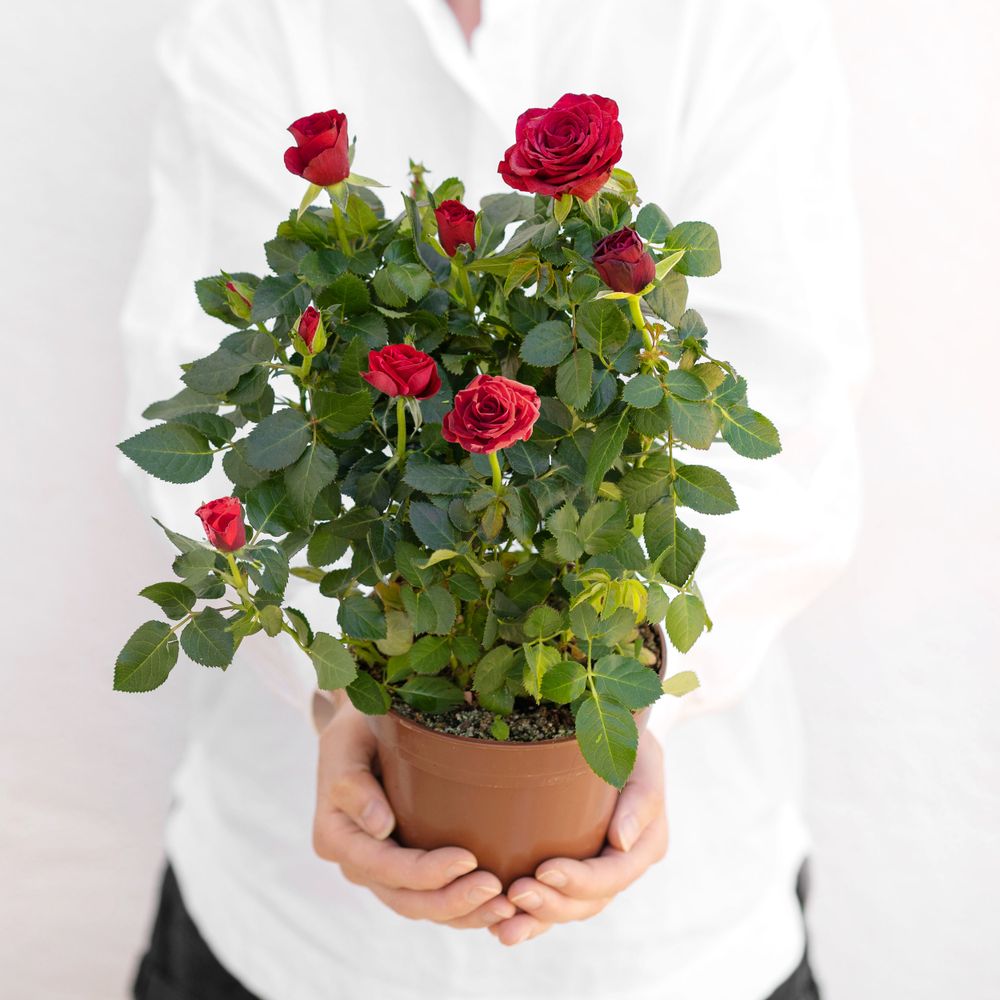 Rosier rouge et son cache pot | Interflora | Livraison plantes