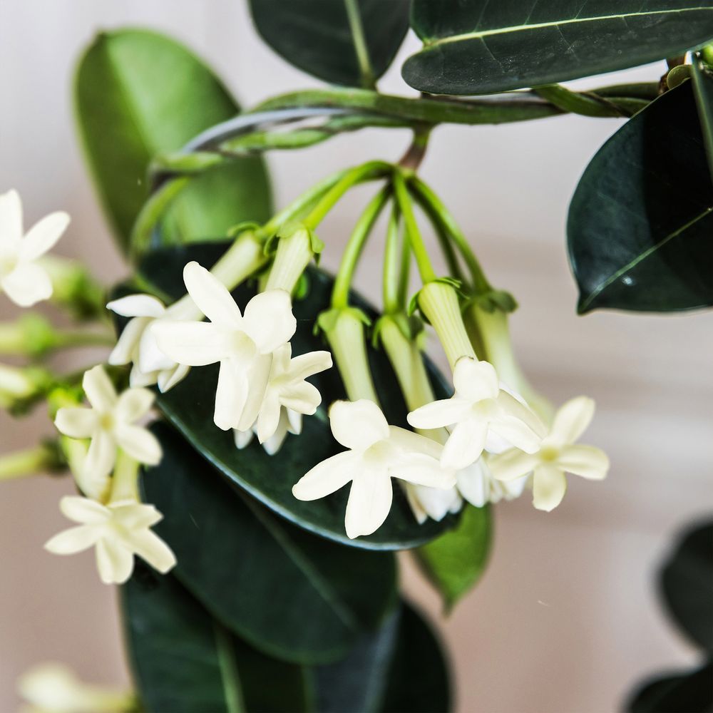 Stéphanotis | Interflora | Livraison plantes fleuries d'intérieur