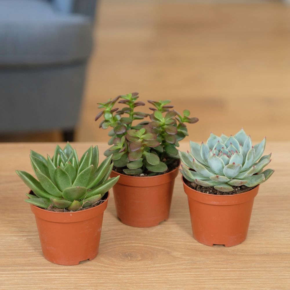 Trio de succulente