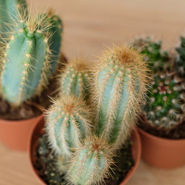 Trio de Cactus