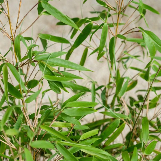 Bambou Fargesia et son cache-pot