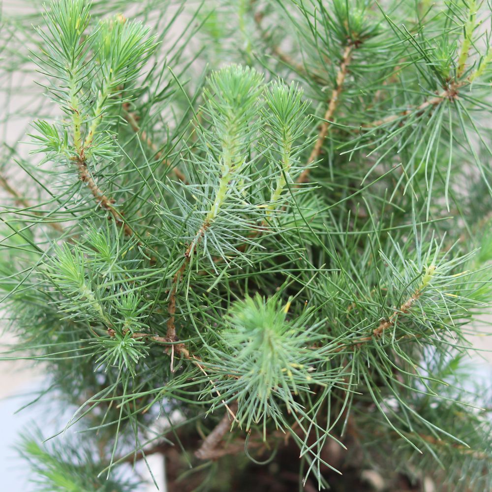Bonsaï Pinus Tree