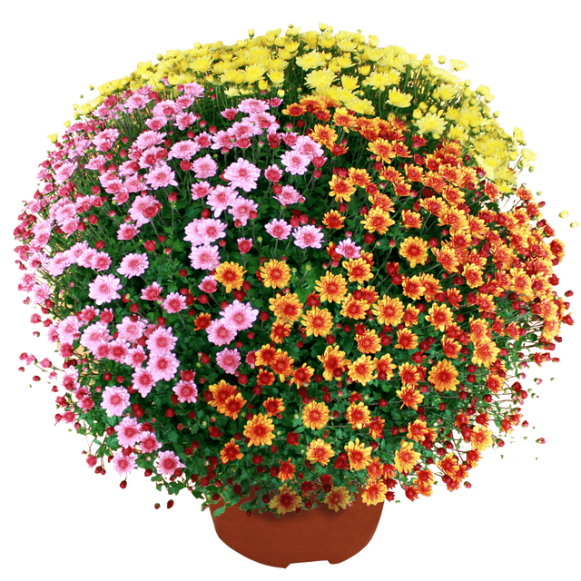 Chrysanthème multicolore petites fleurs