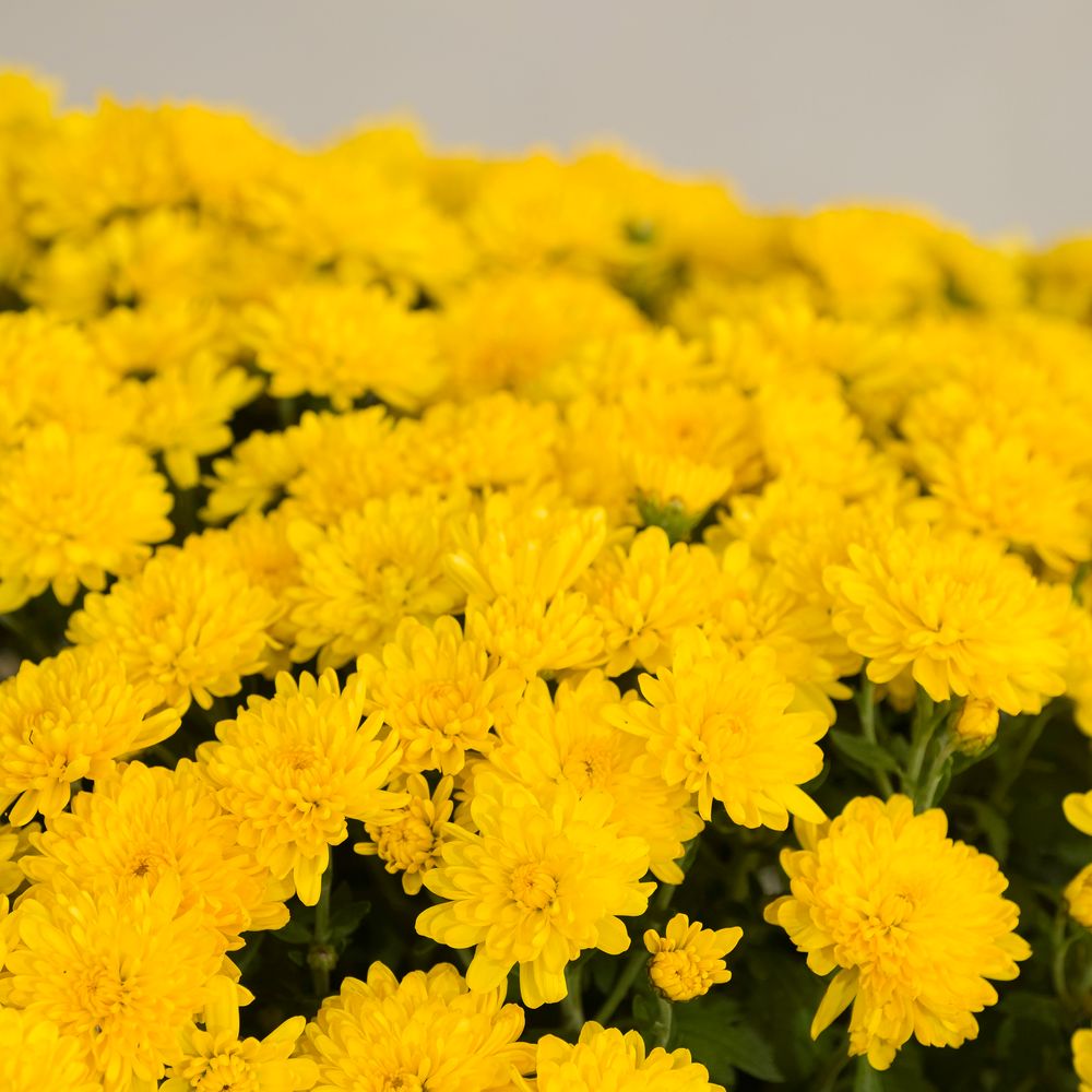 Chrysanthème jaune | Collection Toussaint | Interflora