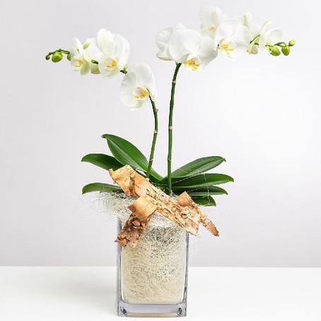 White Orchid in Vase with Flax