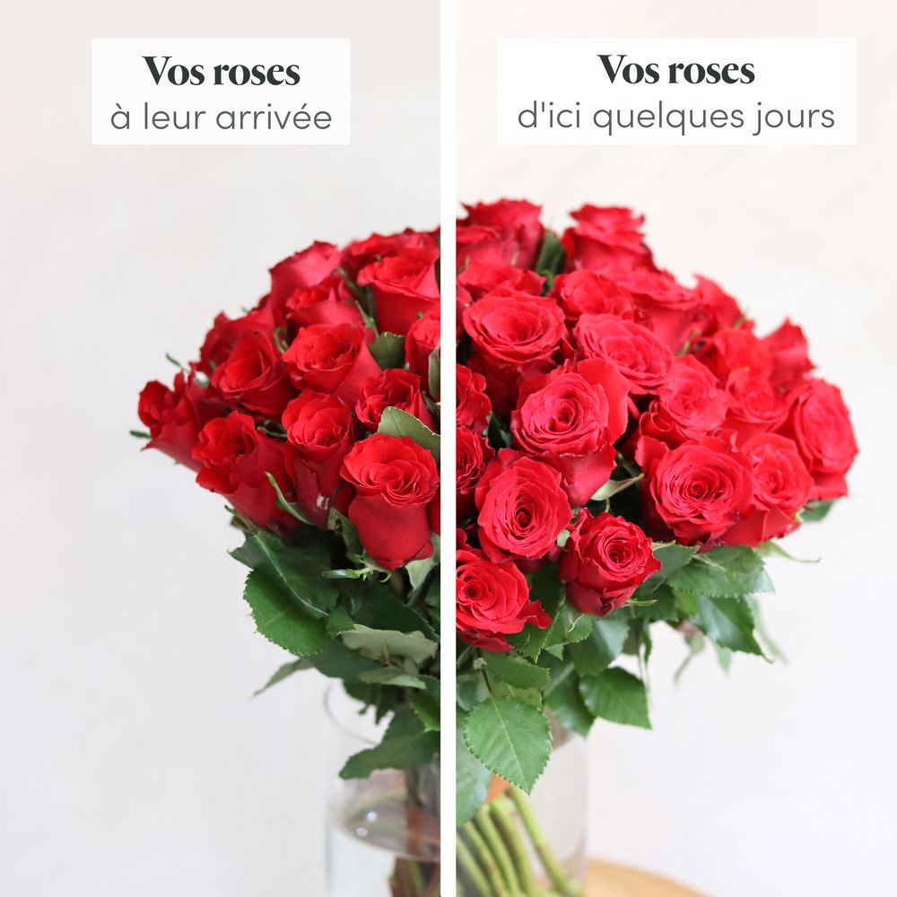Roses rouges & l'Occitane en Provence | Interflora | Livraison bouquet de  roses