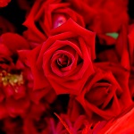 Les plus belles fleurs de l’amour