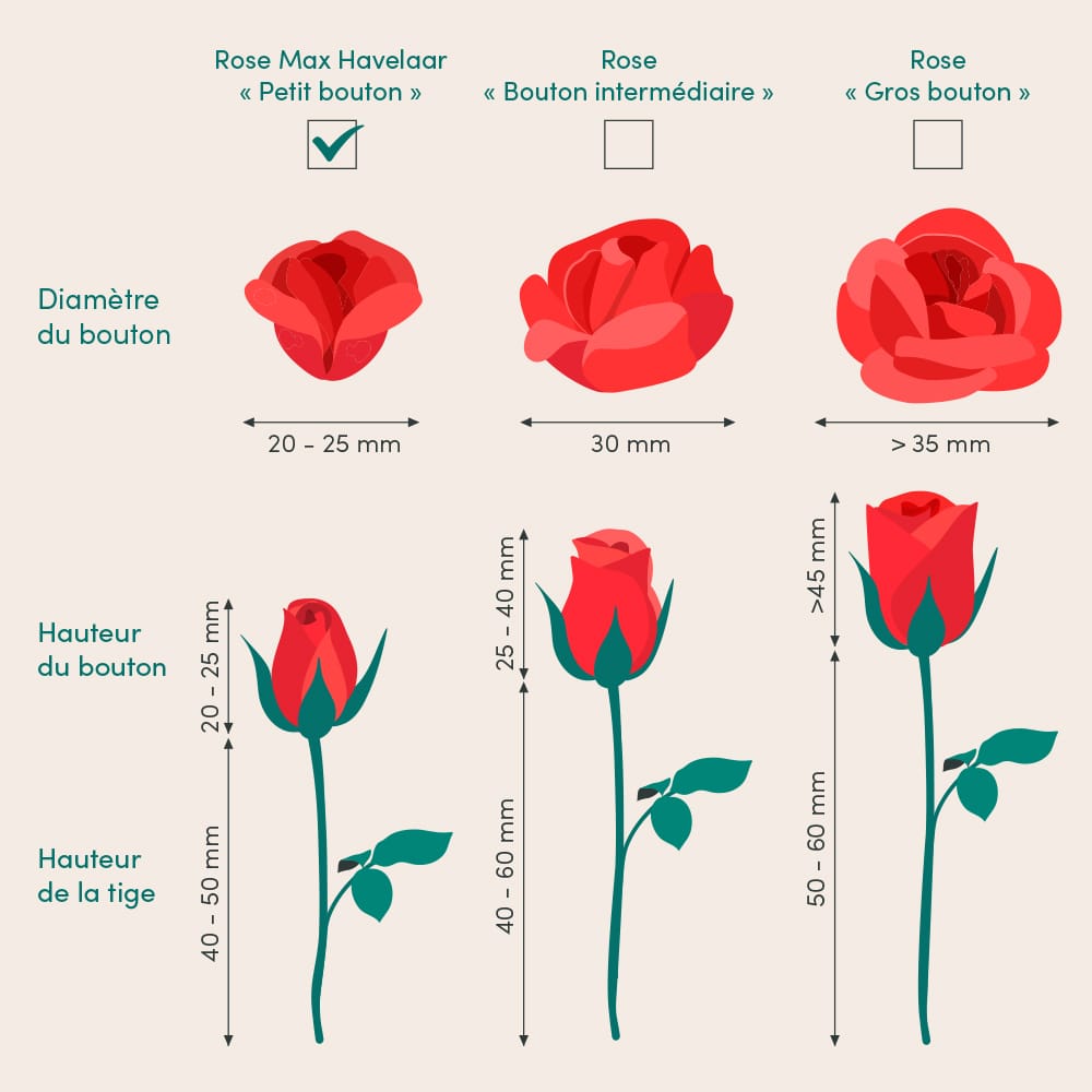 Brassée de roses mutlicolores | Interflora | Livraison plantes