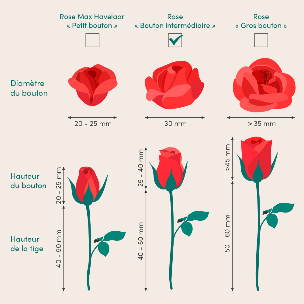 Arrangement Roses Rouges En Longueur Brassée de grandes roses rouges | Interflora | Livraison de fleurs