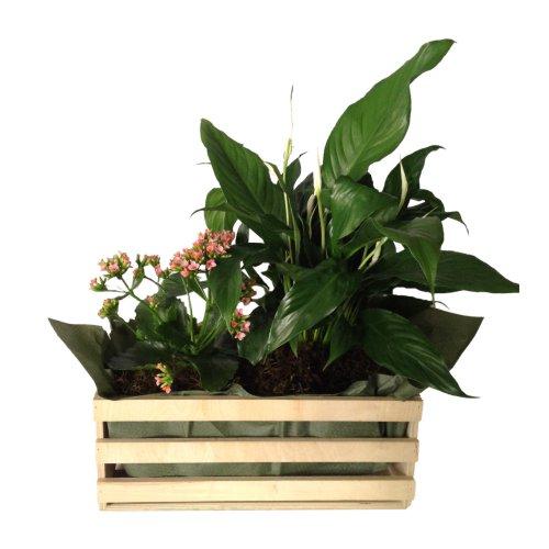 Mixed Plants In Box (Subject to availability)
