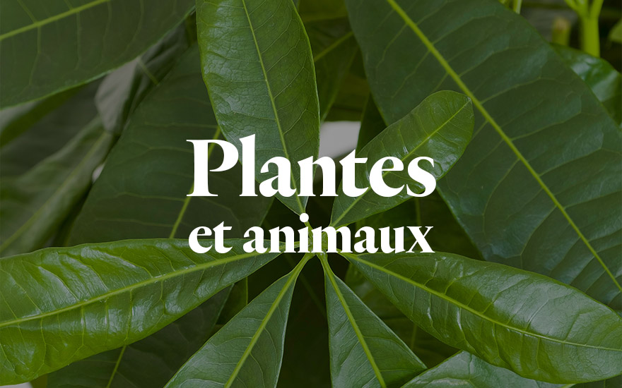 Plantes et Animaux