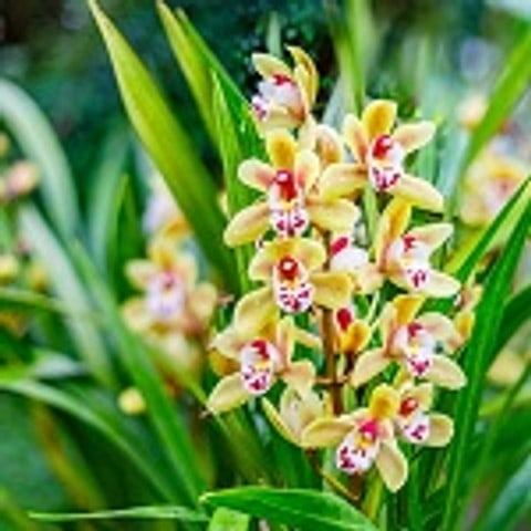 L’orchidée cymbidium