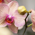 L’orchidée Phalaenopsis