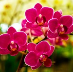 L’orchidée dendrobium (orchidée bambou)