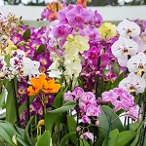 Le guide des variétés d'orchidées