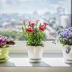 Guide livraison de plantes : choisir une plante verte ou fleurie