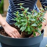 Plantes d'extérieur en pot : Lesquelles adopter et comment les faire durer ?