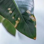Plantes vertes bout des feuilles marron : causes et remèdes