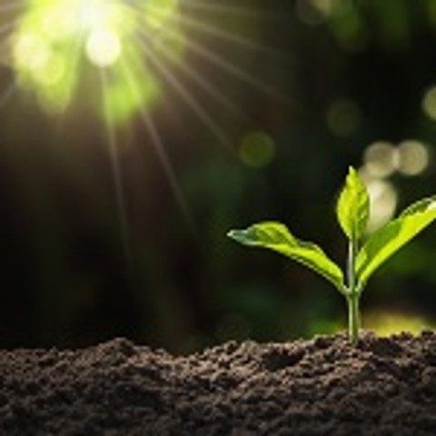 La lumière artificielle fait-elle pousser les plantes ? – Blog BUT